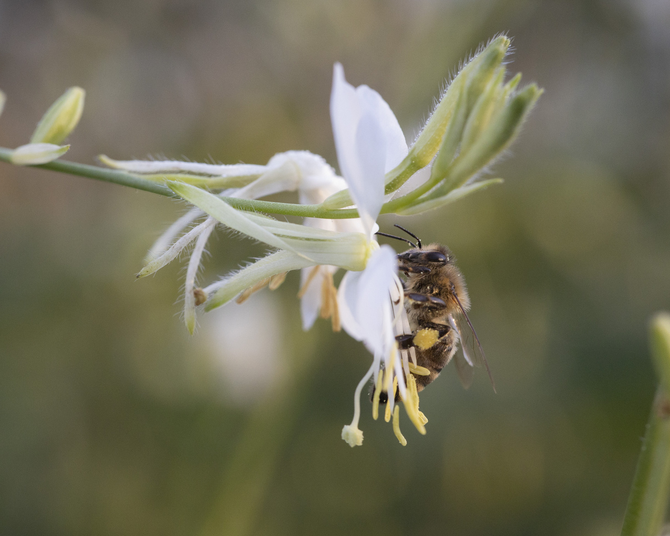 Bienen an weißer Blüte I