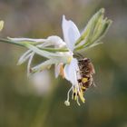 Bienen an weißer Blüte I