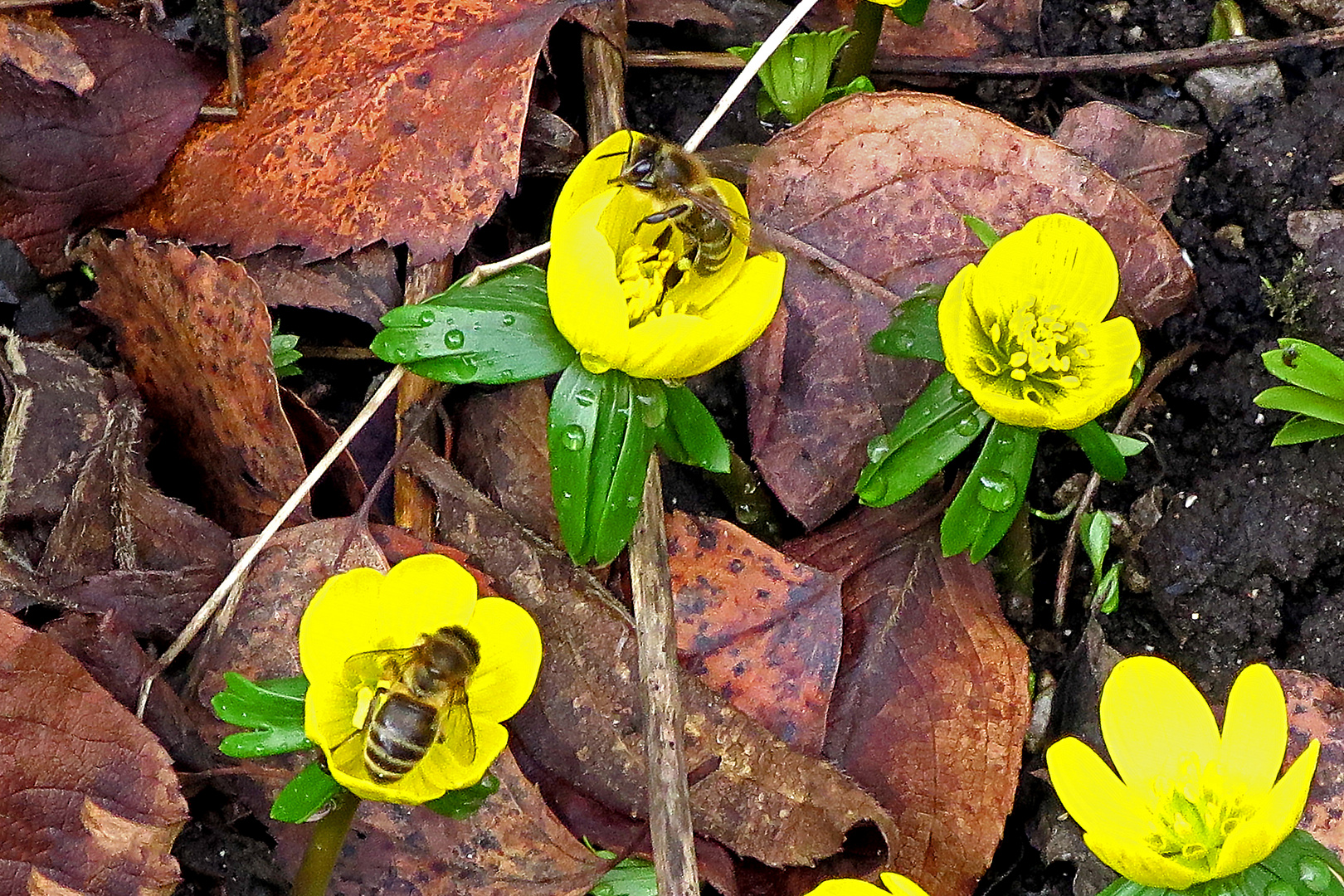 Bienen an Winterlingen