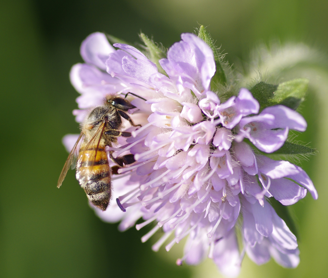 Bienen Arbeit