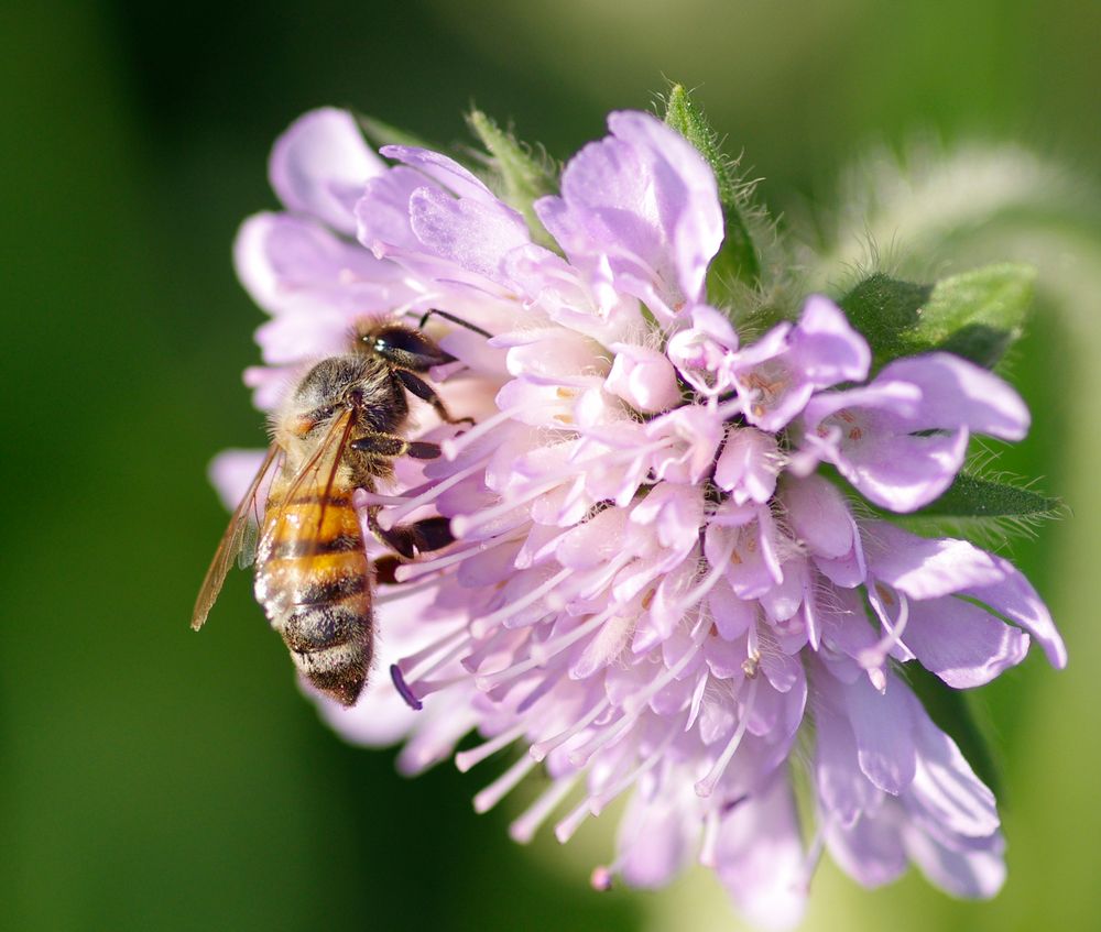 Bienen Arbeit