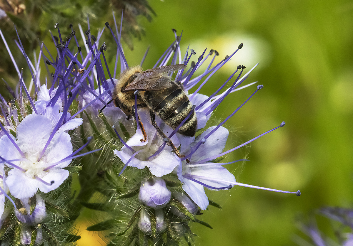 Bienen arbeiten auch Samstags