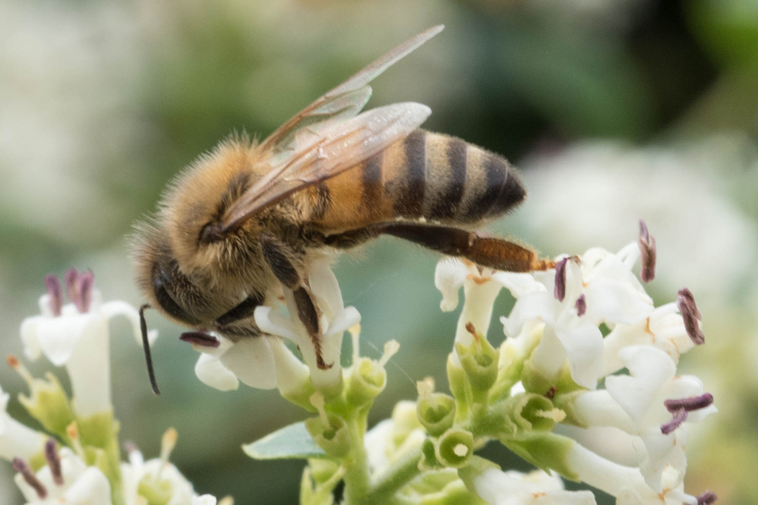 Bienen at work