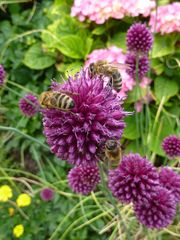 Bienen auf Alliumblüte