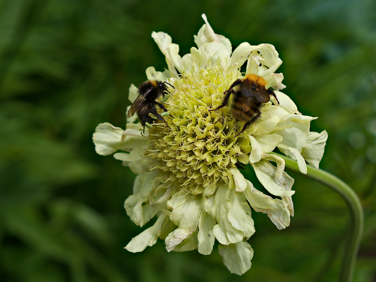 Bienen auf Blüte in Levens Hall