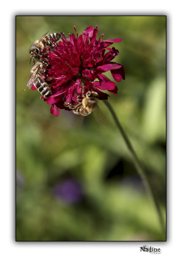 Bienen auf Blume