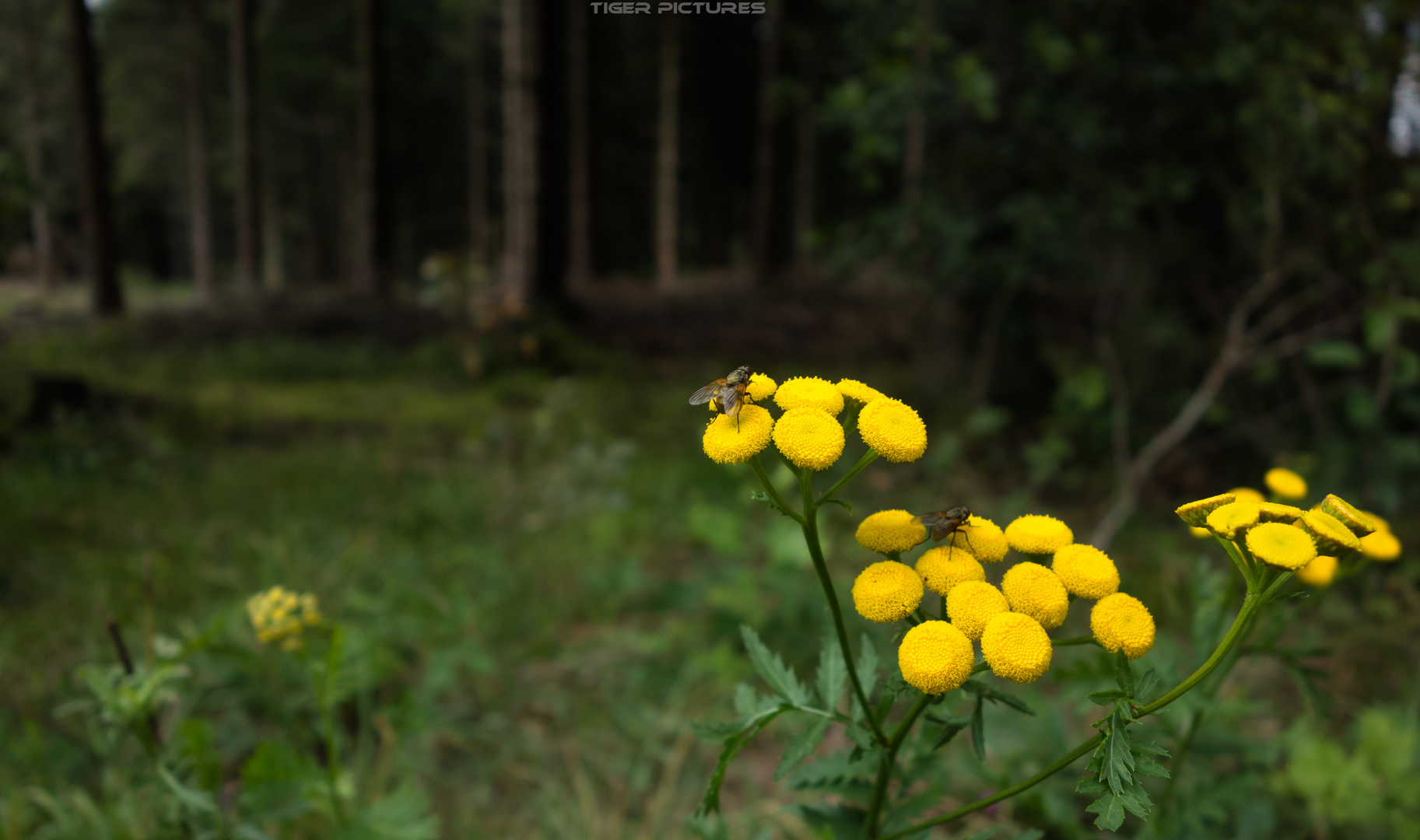 Bienen auf Blume