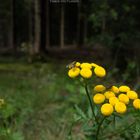 Bienen auf Blume