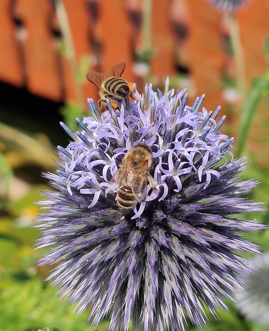Bienen auf der Kugeldistel