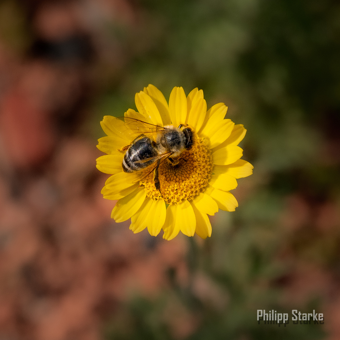 Bienen - Auf der Suche