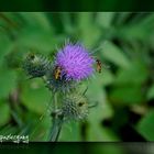 Bienen auf Distel