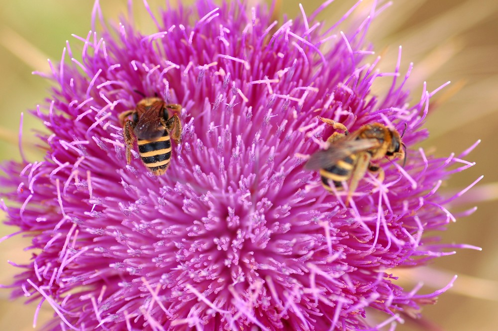 Bienen auf Distelblüte