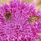 Bienen auf Distelblüte
