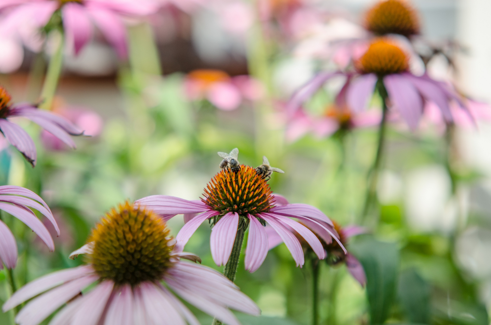 Bienen auf Ecchinacea