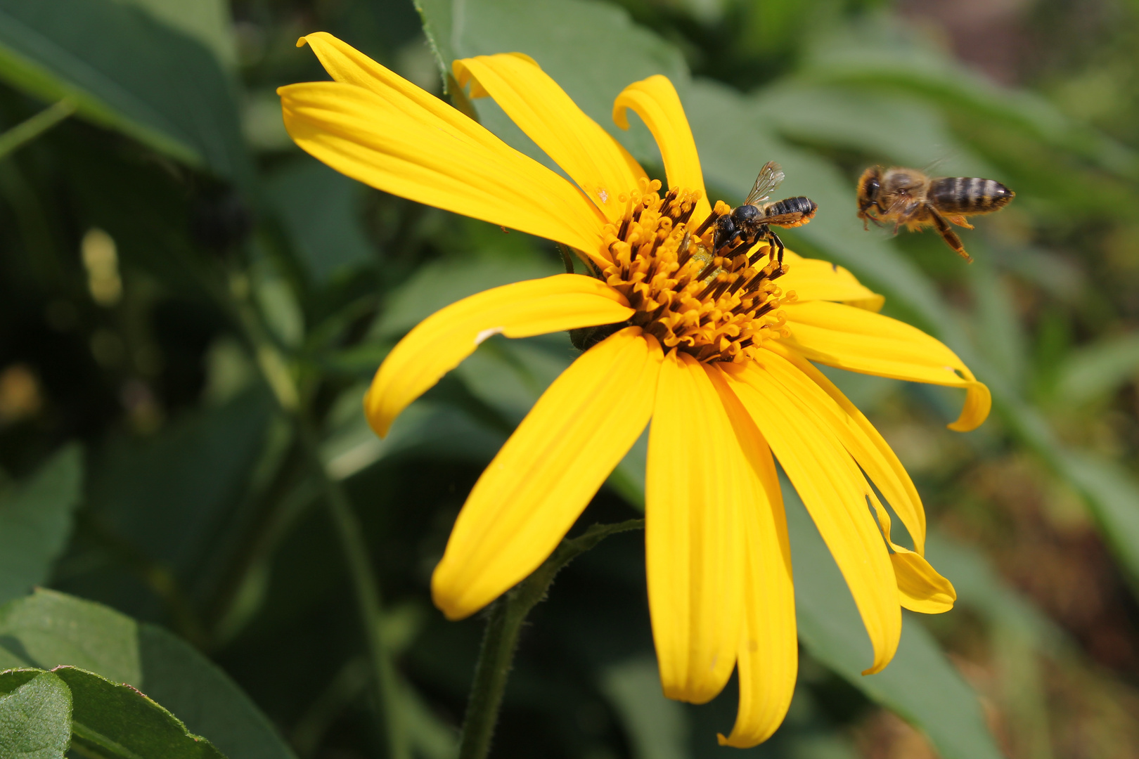 bienen auf einer blüte