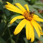 bienen auf einer blüte