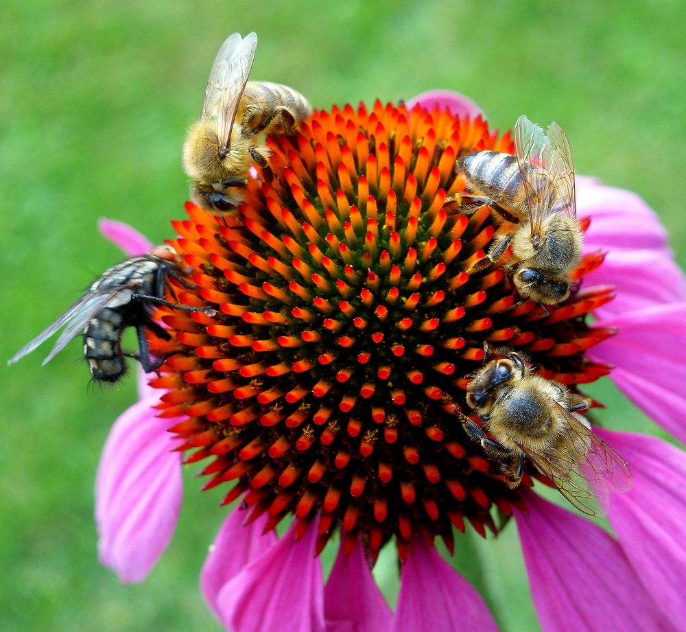 -Bienen auf einer Echinaceablüte-