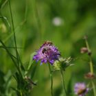 Bienen auf einer Scabiose