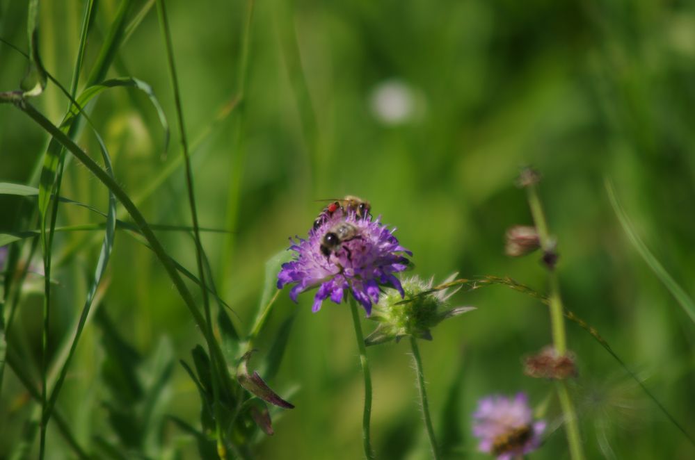 Bienen auf einer Scabiose