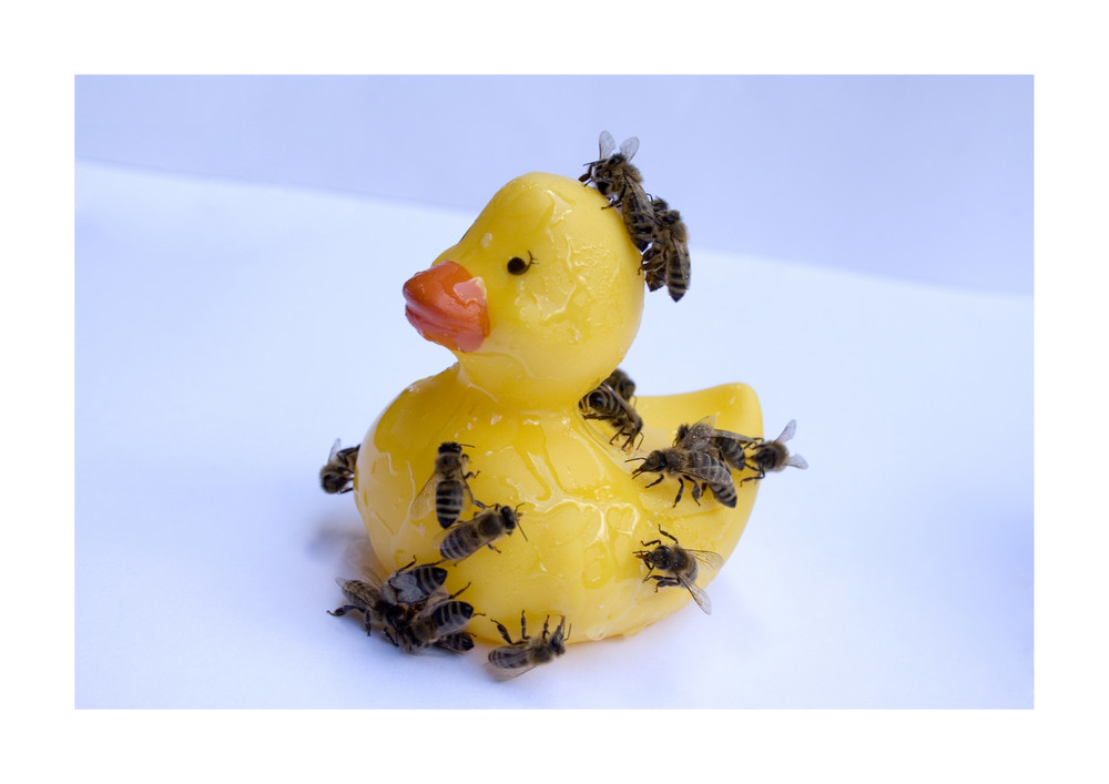 Bienen auf Ente