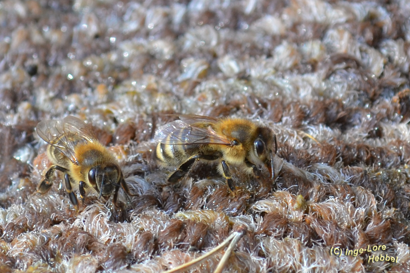 Bienen auf "Flokati"