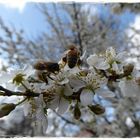 Bienen auf Kirschblüte