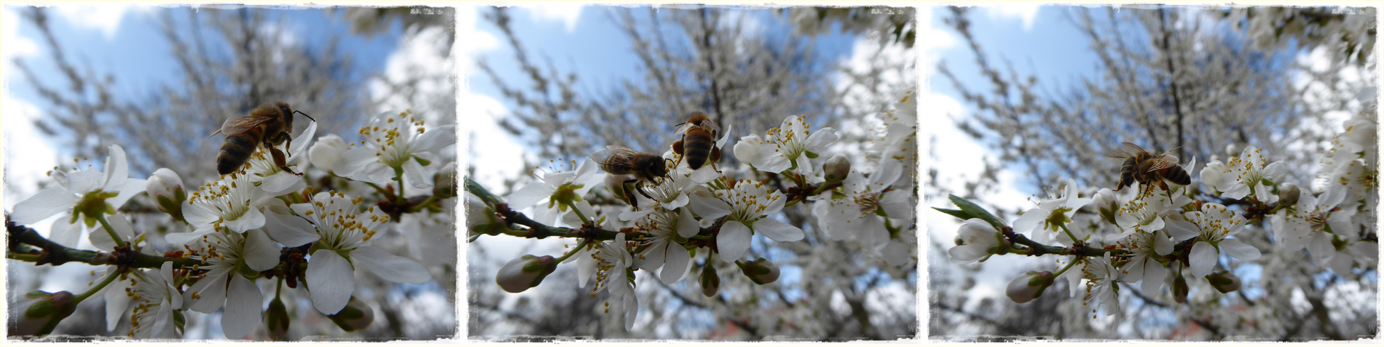 Bienen auf Kirschblüte