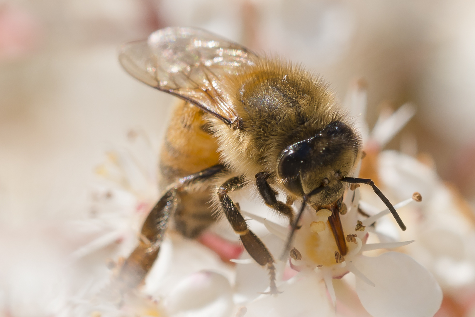 Bienen auf kleinen Blüten 1