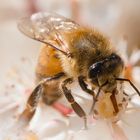 Bienen auf kleinen Blüten 1