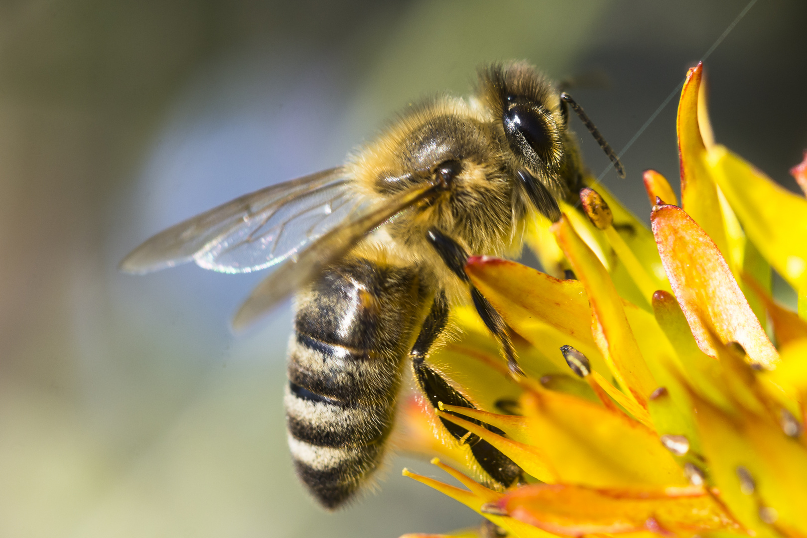 Bienen auf kleinen Blüten 2