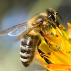 Bienen auf kleinen Blüten 2