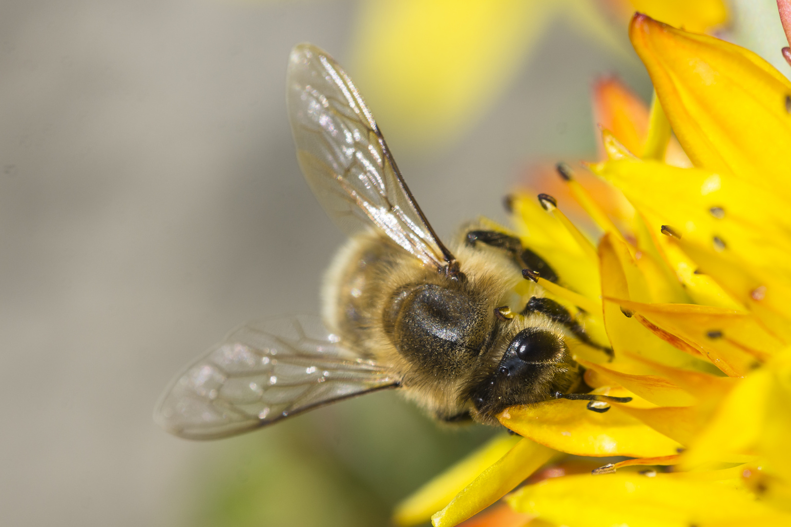 Bienen auf kleinen Blüten 3