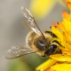 Bienen auf kleinen Blüten 3