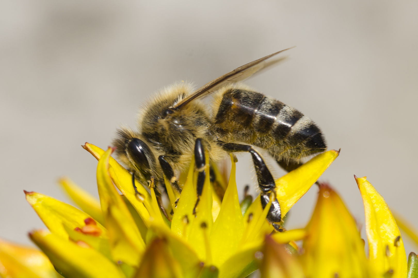 Bienen auf kleinen Blüten 4