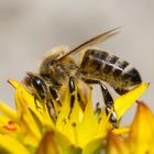 Bienen auf kleinen Blüten 4