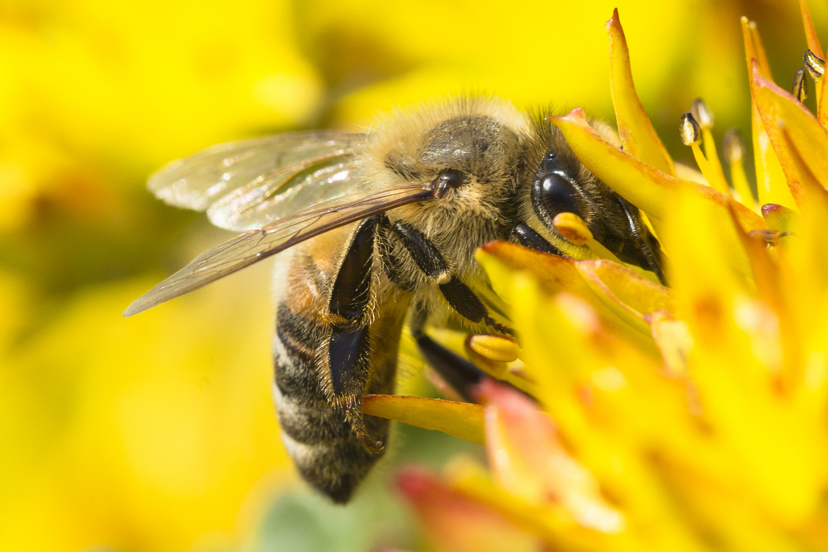 Bienen auf kleinen Blüten 6