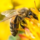 Bienen auf kleinen Blüten 6