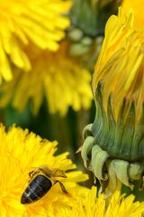 Bienen auf Löwenzahnreise 01