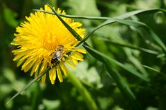 Bienen auf Löwenzahnreise 02