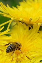 Bienen auf Löwenzahnreise 03