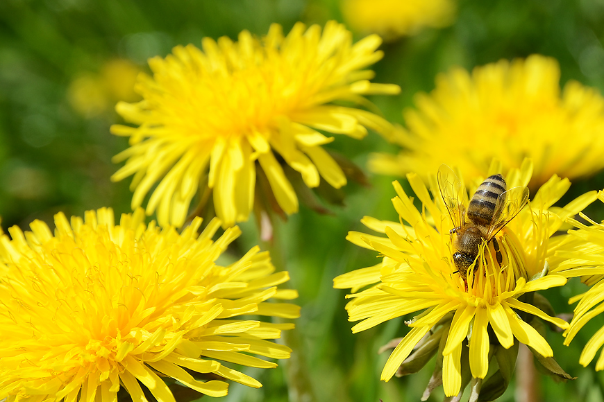 Bienen auf Löwenzahnreise 04