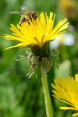 Bienen auf Löwenzahnreise 05