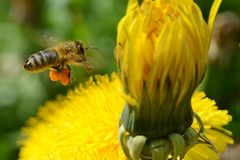 Bienen auf Löwenzahnreise 06