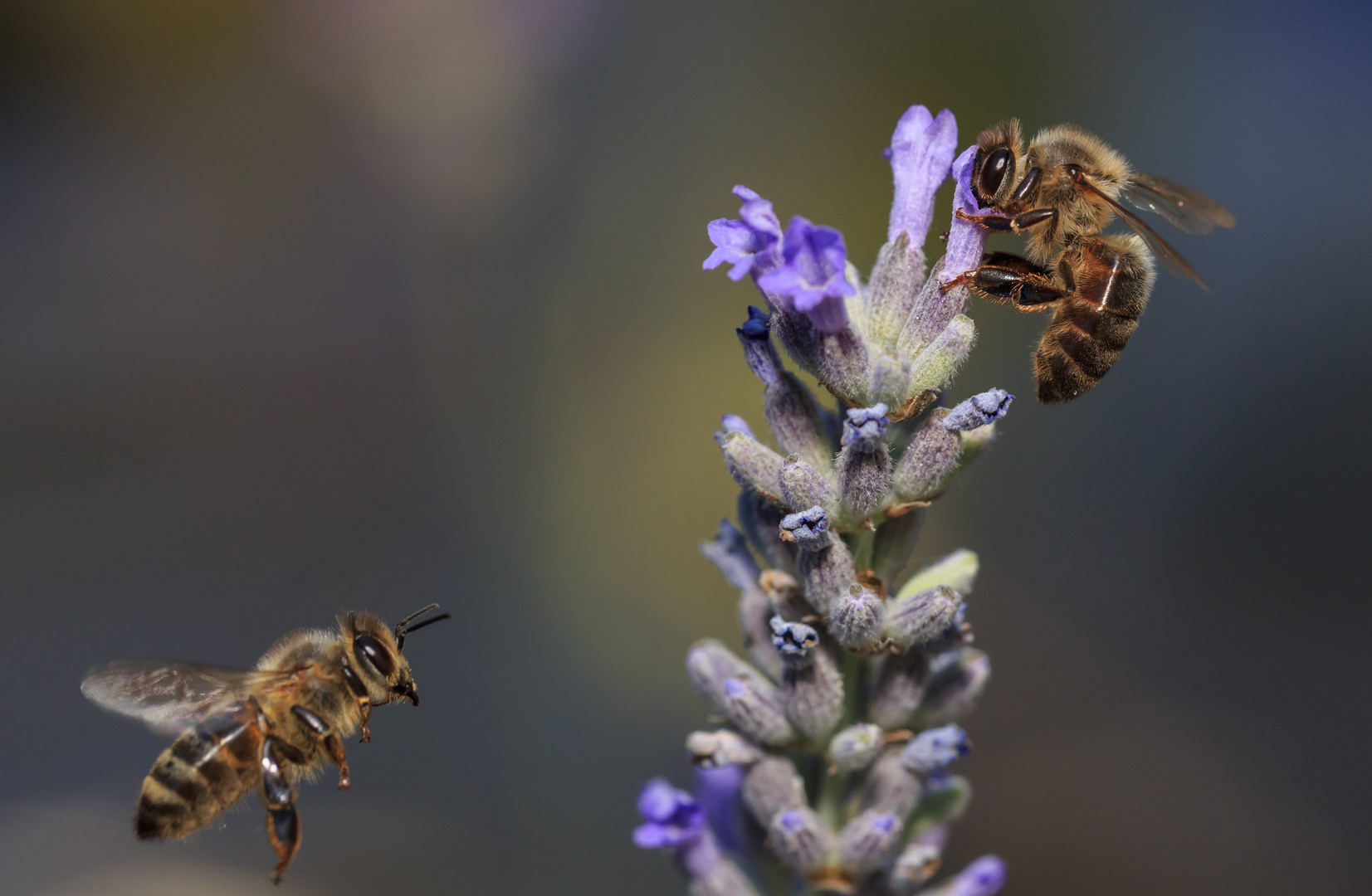 Bienen auf Nahrungssuche