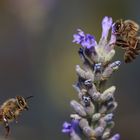 Bienen auf Nahrungssuche