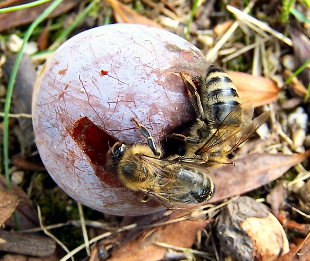 Bienen auf Pflaume