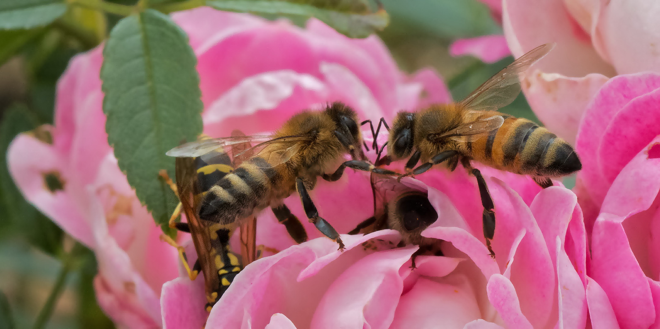 Bienen auf Rose 