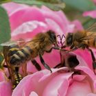 Bienen auf Rose 