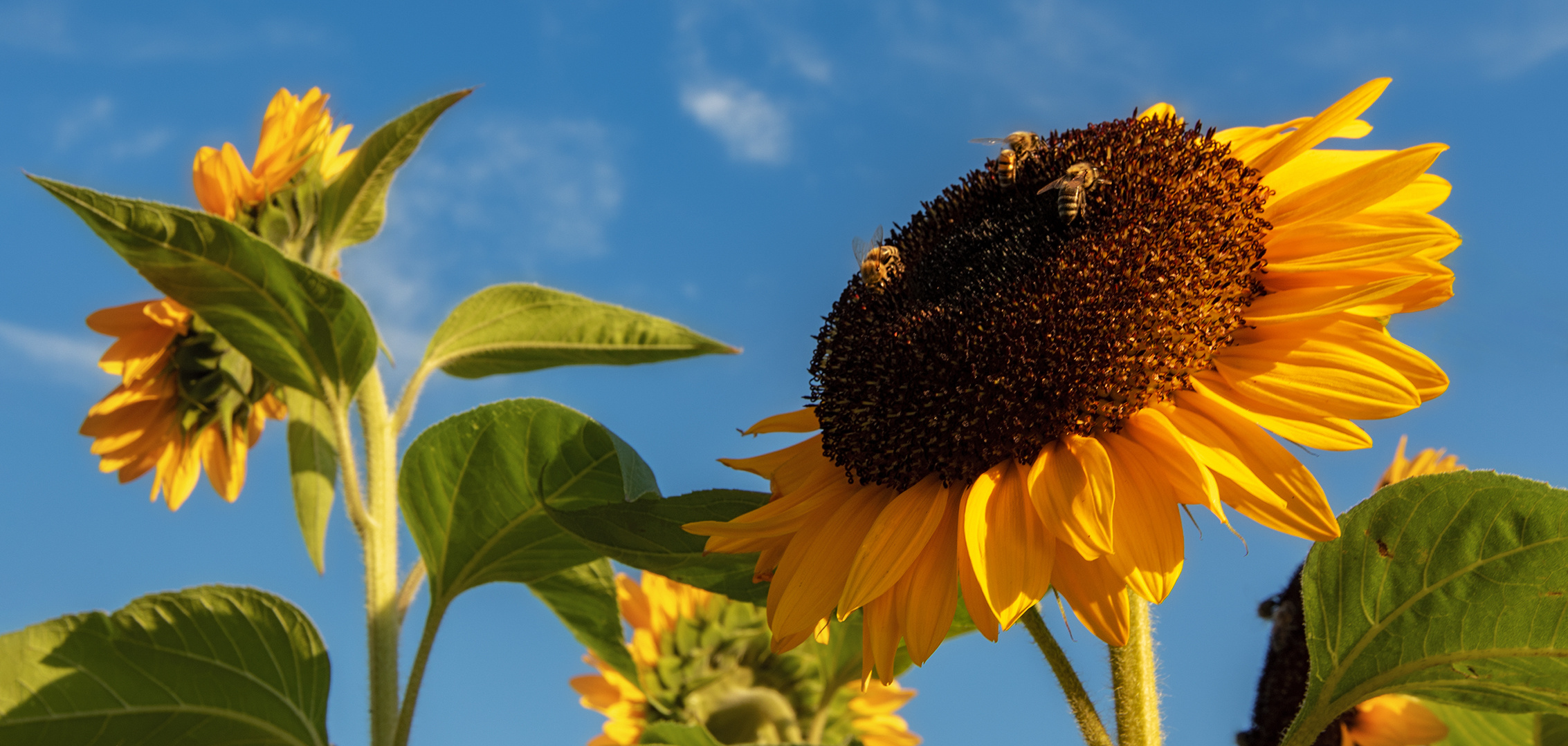 Bienen auf Sonnenblume 001