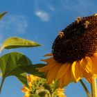 Bienen auf Sonnenblume 001